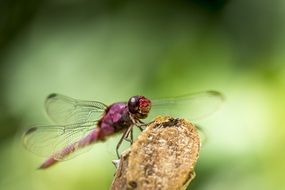 pink Dragonfly insect macro