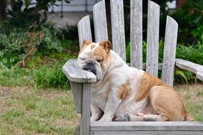 british bulldog Sleeping on wooden armchair outdoor