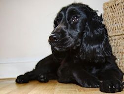 black Cocker Spaniel rests on floor