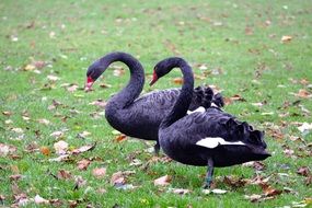 two incredibly beautiful black swans