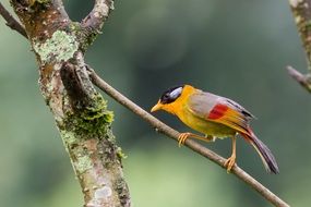 colorful Mesia Bird on a branch