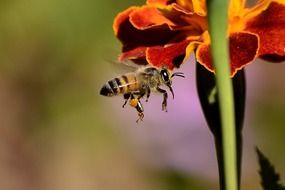 bee with a sting near a flower close up