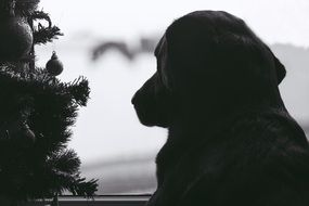 black and white photo of a dog and a Christmas tree