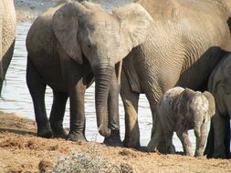 elephant family in safari in africa