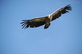 vulture in flight in the sky