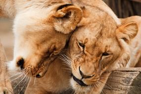 cuddling lions in wildlife