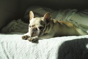 picture of the cute french bulldog is sleeping on a bed