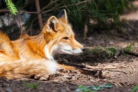 red fox lying on the ground in the forest