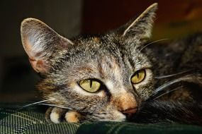 Tired Cat face