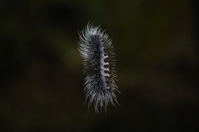 pretty Caterpillar