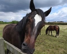 portrait of near the Fence