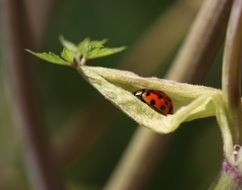 ladybug in the pod