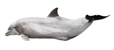 isolated dolphin on the the white background