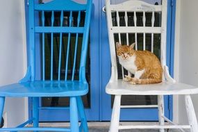 sitting cat on a chair