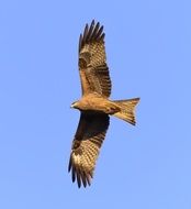 Bird Kite in Wildlife