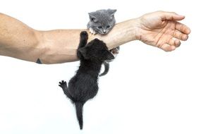kittens on a man's hand