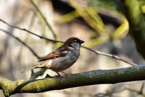 sparrow sitting on a tree branch