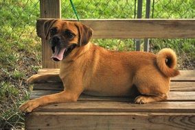 brown dog lies on a bench