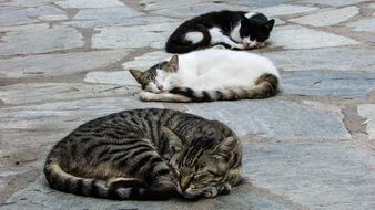 Cats Resting on a stone ground