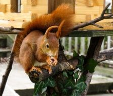 beautiful Squirrel