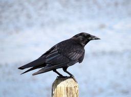 cute lovely crow