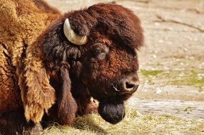 bison head close up