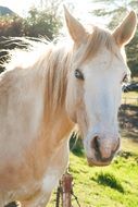 Horse Head outdoor, back light