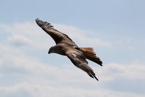 charmingly cute Birds Eagle