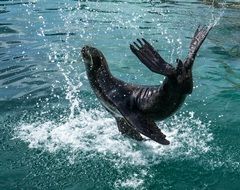 Sea Lion on ocean