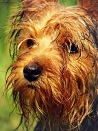 wet yorkshire terrier