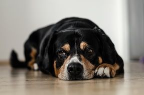 black spotted puppy resting on the floor