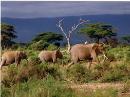 herd of elephants in the wild