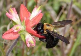 perfect beautiful Indian Bee