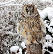 wild owl in the wild forest