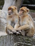 two Monkeys sit together in Zoo