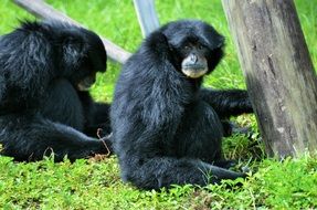 two Black Monkeys on lawn