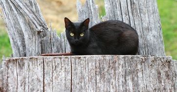 magnificent black Cat