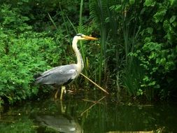 Heron is on the lake in the wildlife