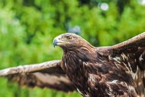 bird of prey eagle