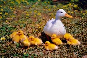 white duck and yellow ducklings in the meadow