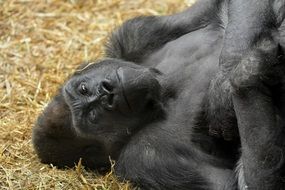 Gorilla Resting