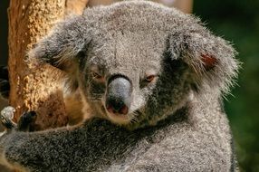 Grey Koala Bear