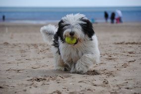 shepherd puppy on the beach