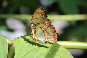 camouflaged butterfly on the leaf