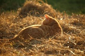 beautiful and amazing red cat on a field