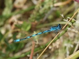 blue dragonfly on a blade of grass close-up on a blurred background