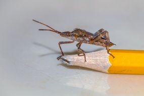 bug on a yellow pencil
