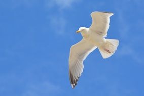 flying seagull in sunny day