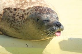 baby seal on the North Sea