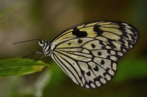 black yellow butterfly in wildlife